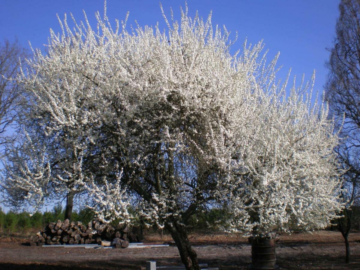 Cabane Perchee Solferino Ngoại thất bức ảnh